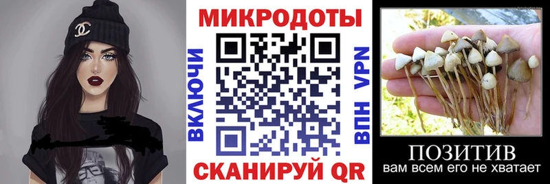 Галлюциногенные грибы Psilocybe  Горячеводский 